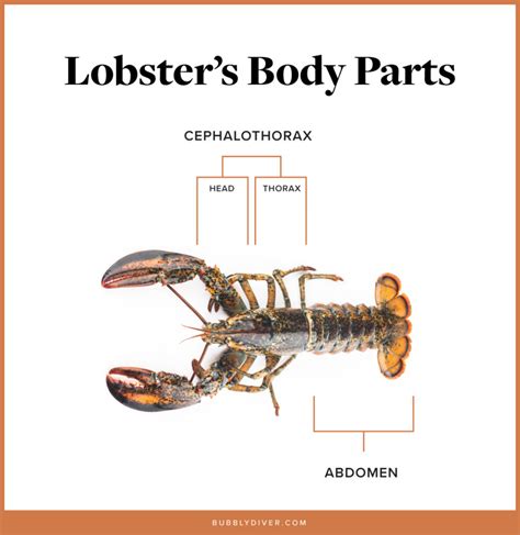 lobster pprn